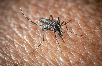 L'Oms lancia l'allarme, il virus West Nile cresce in Europa: 21 casi in Italia