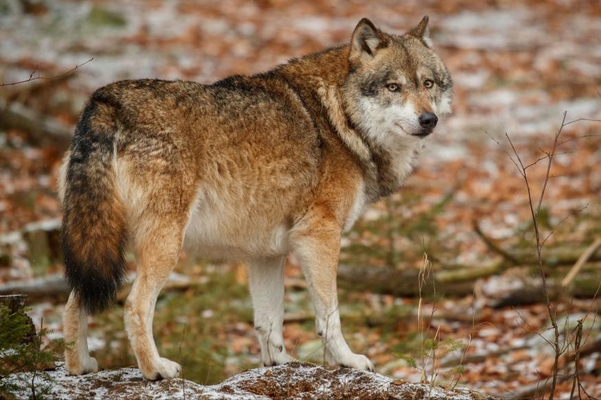 Le loup aperçu pour la deuxième fois en un mois à Chasse-sur-Rhône