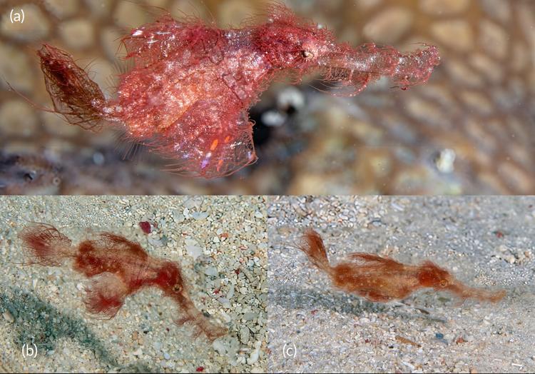 Ghost Pipefish, in situ, Great Barrier Reef, Australia