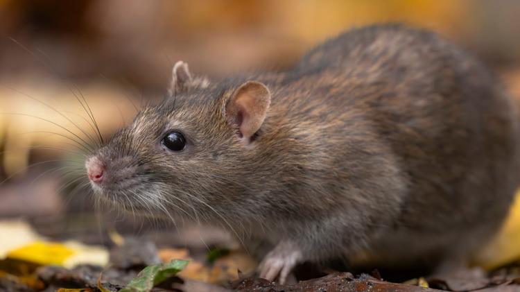 Alès : la Ville poursuit sa lutte contre les nuisibles