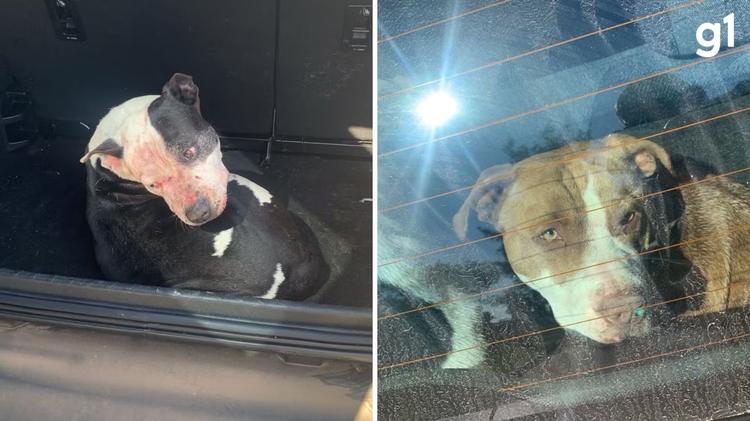 Após ataque de três pit bulls que deixou um homem morto em praia do RS, saiba qual será o destino dos animais