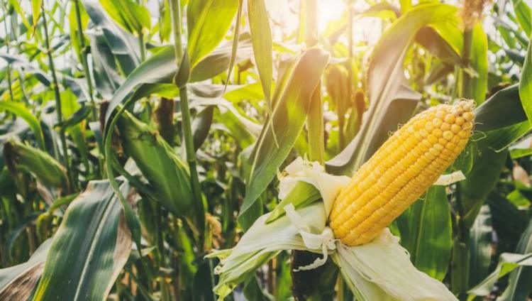 Why a Long Legacy of Corn Breeding Makes a Difference