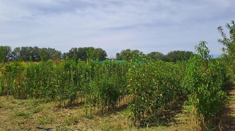 Gard : face à la sécheresse, cette pépinière mise sur des arbres adaptés à l’Occitanie
