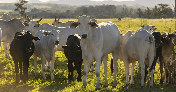 UE suspende entrada de carnes brasileiras e outros produtos de origem animal