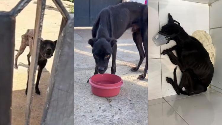 Cão em estado de magreza extrema é resgatado no PI; tutora é presa por maus-tratos