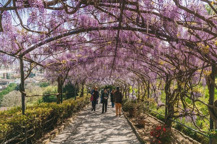 Torna a fiorire il glicine di Villa Bardini