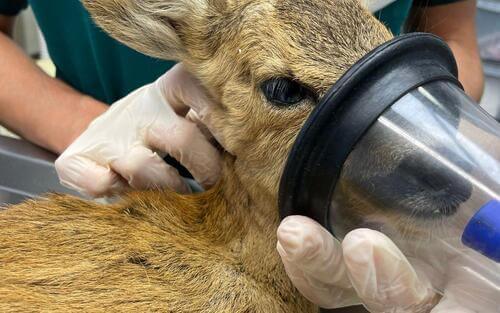 Animal sauvage en détresse en Gironde: les réflexes à connaître.