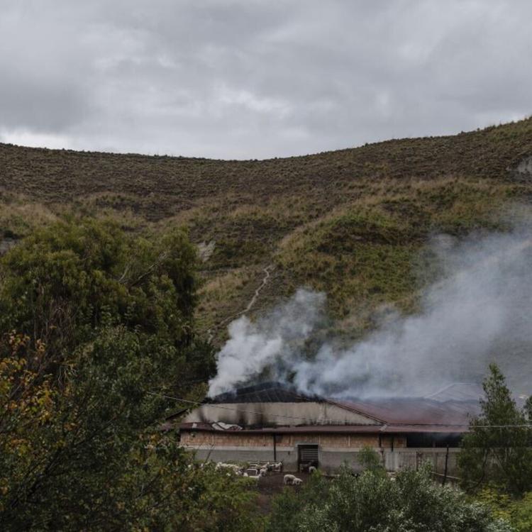 Raffica di incendi in Calabria, “per gli inneschi utilizzati anche i gatti"