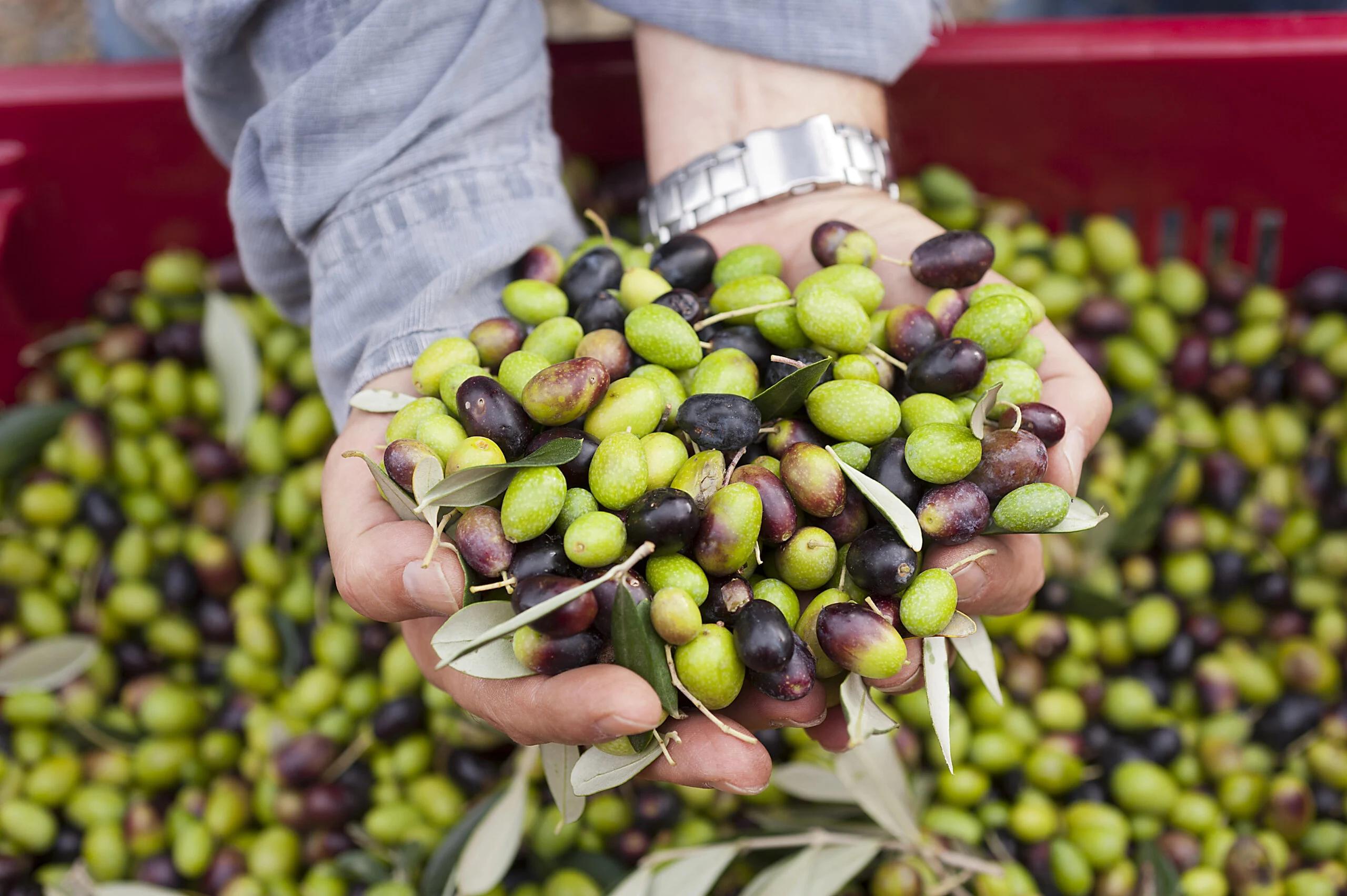 Crisi dell’olio di oliva, tavolo al Masaf per salvare la filiera del Sud