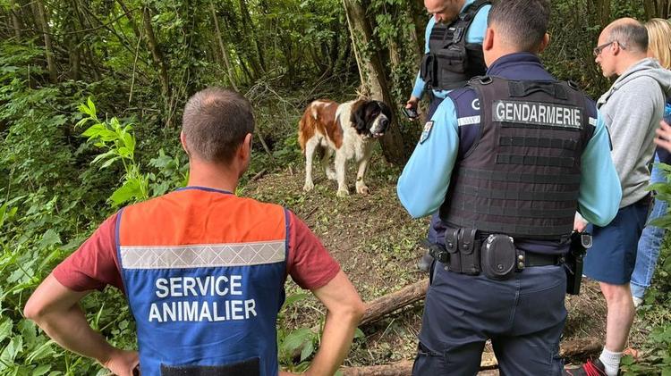 Un homme sera jugé en février 2027 pour avoir abandonné son Saint-Bernard, attaché à un arbre, dans un bois à Réty