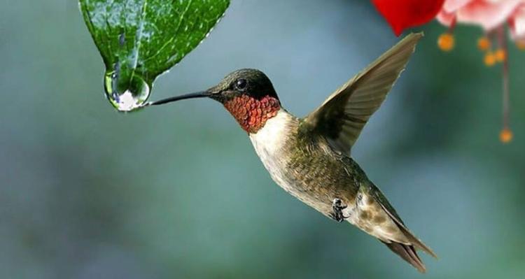 = SOINS QUANTIQUES À DISTANCE = = SOINS QUANTIQUES À DISTANCE =