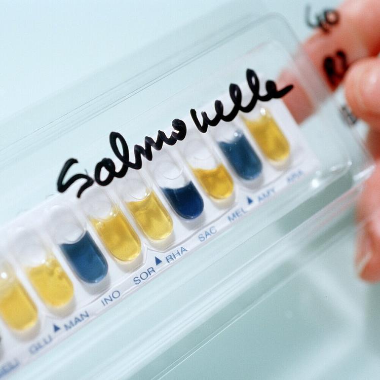 Allarme salmonella nelle scuole del Bresciano, infettate 89 persone: 14 bambini ricoverati