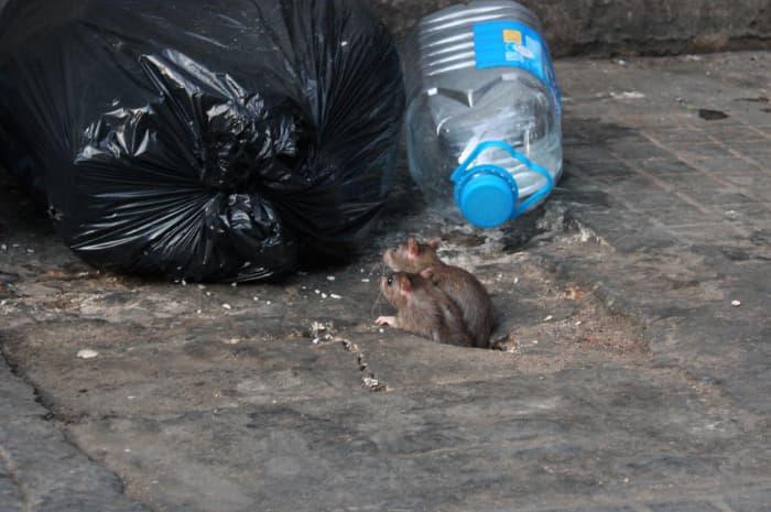 hantavirus