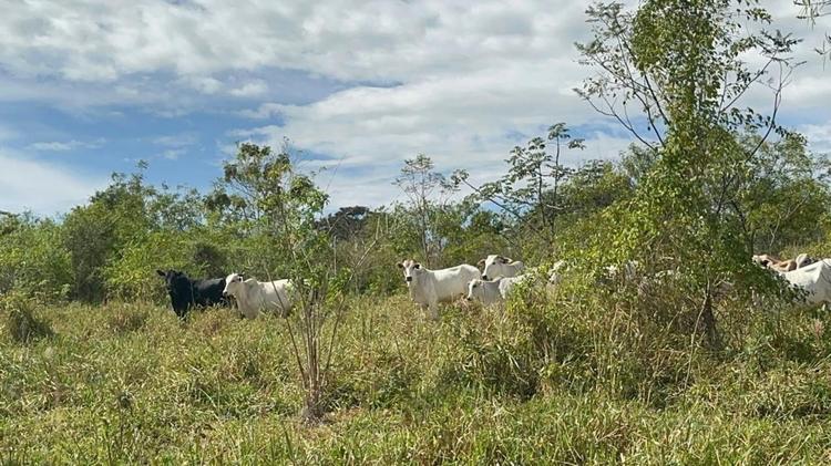 Polícia Ambiental aplica multa de mais de R$ 25 mil a donos de gado e cavalos que pastavam em área protegida