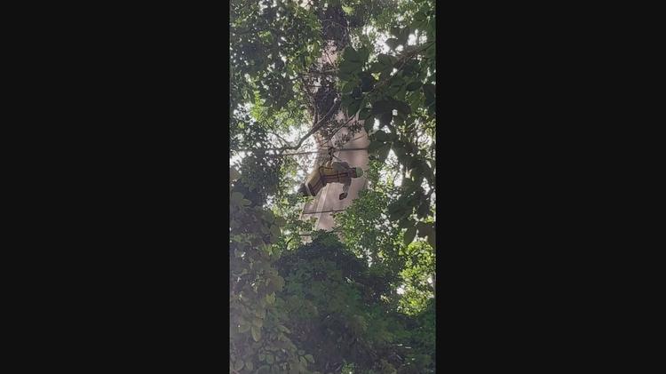 Piloto de asa-delta que caiu em árvore salta há mais de 40 anos e saiu sem ferimentos: 'Foi um dos voos mais longos que eu já tive'