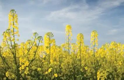 RF3 Canola Quality B. juncea Deemed Safe by EFSA