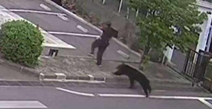 Attacchi e aggressioni agli umani: cosa c'è dietro la "guerra degli orsi" in Giappone