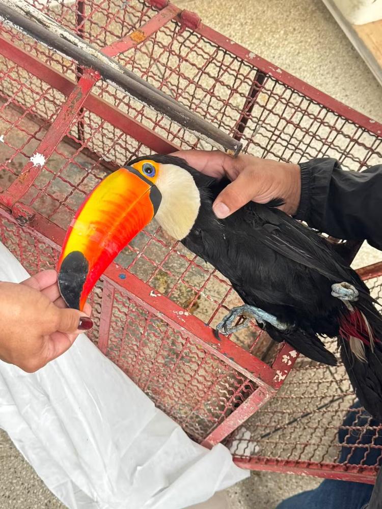 Tucano resgatado em Valença é devolvido à natureza