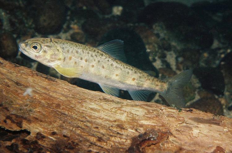 Salmões expostos à cocaína nadam até 90% mais que o normal, aponta estudo inédito