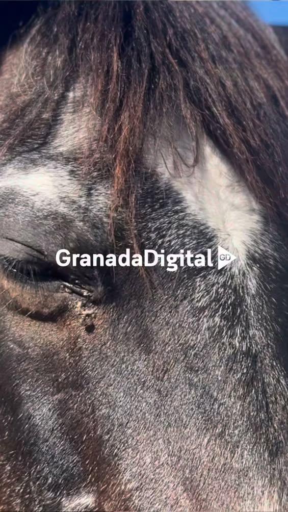 📰Resumen informativo #Granada, jueves 7 de mayo 🏕️Cristina, , la veterinaria al frente del único refugio de caballos d...