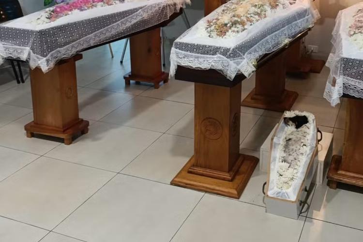 Cachorrinha velada ao lado de pai e filhas mortos em acidente na BR-163 deve ser cremada em MS