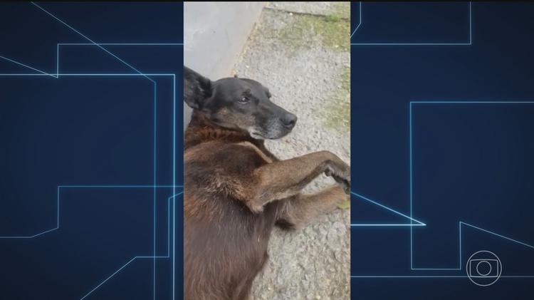 Cão Orelha: MP de Santa Catarina conclui que não há provas de que animal tenha sido agredido e pede arquivamento das investigações