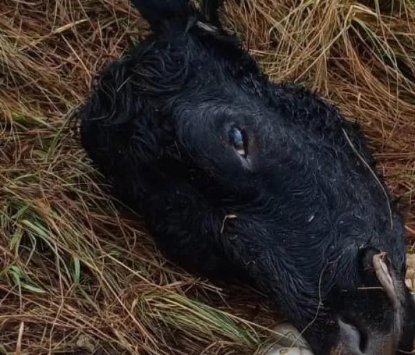 Criminosos abatem duas vacas e furtam animais em Cruz Alta