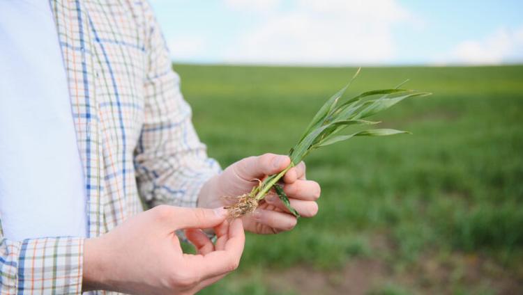 Wheat Roots Could Help Crops Use Nitrogen More Efficiently