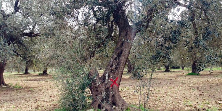 Xylella  degli ulivi in Calabria, gli agronomi: «Misure rapide e rigore scientifico»