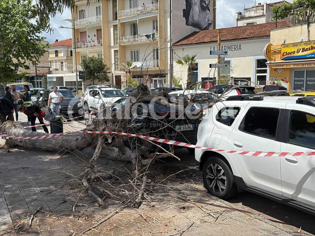 Crollo improvviso sul lungomare di Sapri: albero cade in pieno centro, sfiorata la tragedia