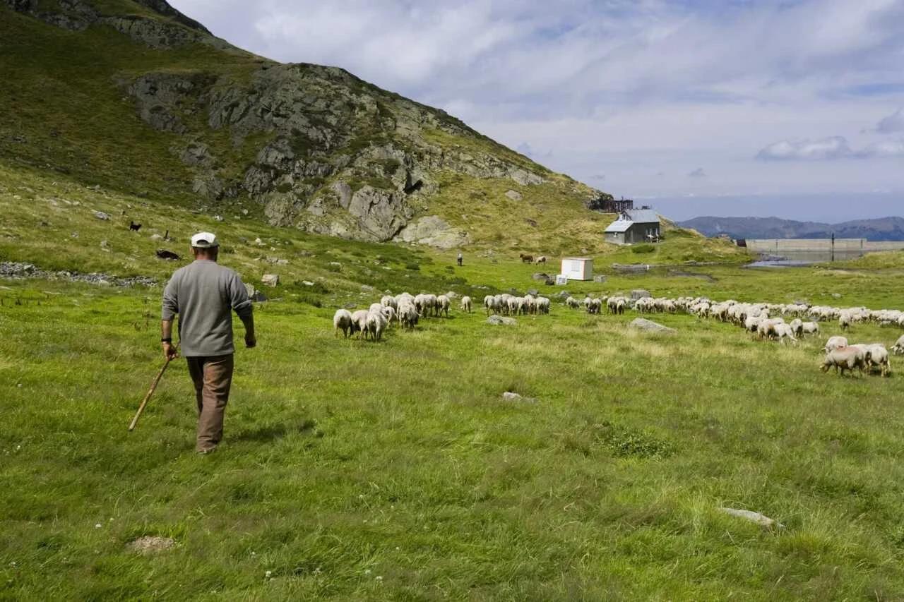 Transhumances 2026 : des milliers d’animaux reprennent le chemin des estives dans les Pyrénées ariégeoises