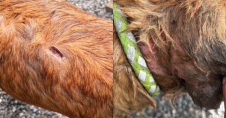 Cão comunitário é encontrado ferido após desaparecimento no Estaleiro; ONG suspeita de maus-tratos