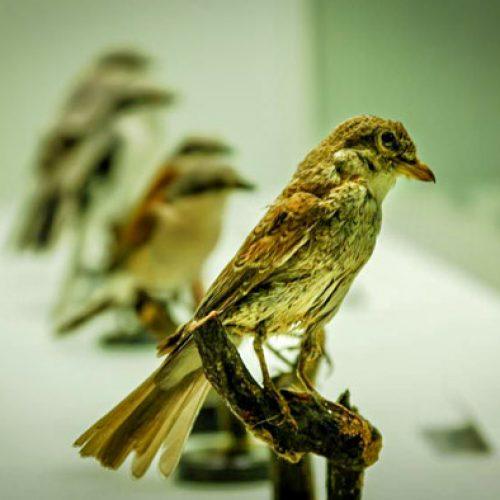 Museo Ornitologico e di Scienze Naturali “L. Scanagatta” a Varenna