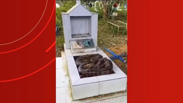 VÍDEO: Cobra é flagrada enrolada sobre sepultura em cemitério de Manaus