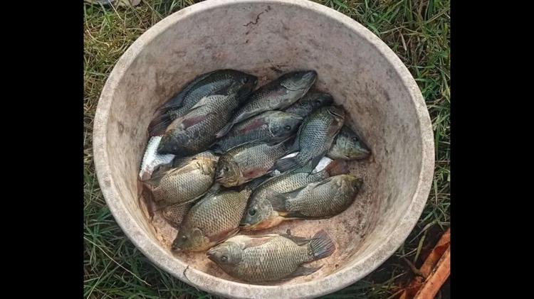 Invasive fish species pose threat to native population in Batim lake