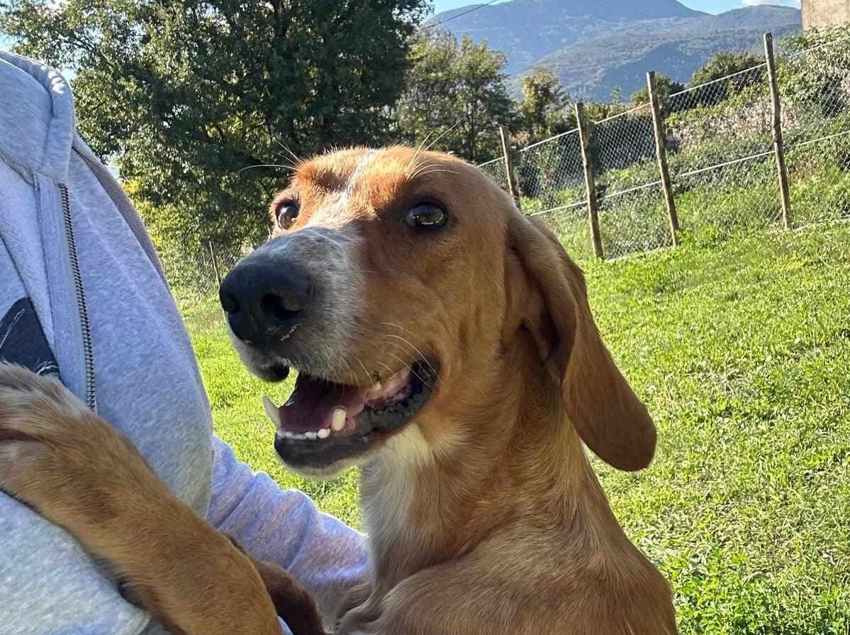 Nasce l’associazione Amici 4 Zampe Agropoli: un nuovo impegno per il benessere animale