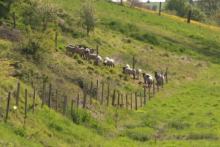 "Partir à la reconquête de la biodiversité" : mares, haies, vergers, chemins ruraux, une nouvelle aide régionale pour les villages