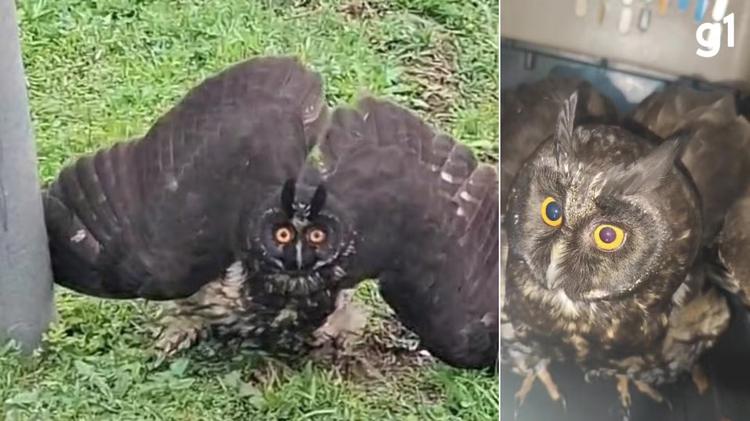 Espécie 'mocho-diabo': coruja de olhos que brilham no escuro é resgatada após ser encontrada desnorteada em rodovia no RS