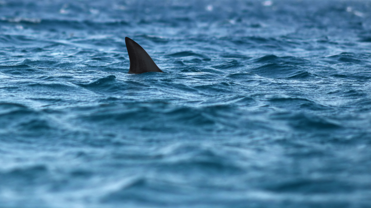Shark Week: What species are swimming off Mississippi’s coast?