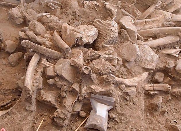 Ein Haufen Mammutknochen an einem Fundort in New Mexico stellt vermutlich den ältesten Beweis für die Anwesenheit von Menschen in Nordamerika dar Copyright: Timothy Rowe / The University of Texas at Austin