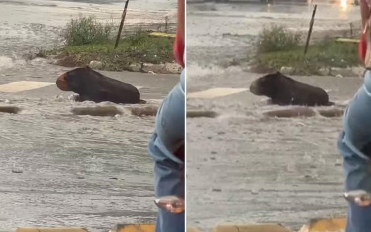 Filha de corretor que confundiu tronco com capivara foi quem percebeu o engano; vídeo viralizou