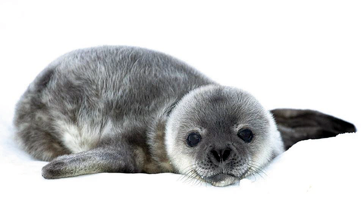 Erstes Weddellrobben-Jungtier der Saison bei Vernadsky