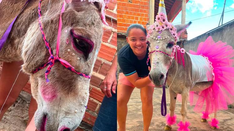 Jumento com fantasia de unicórnio e maquiagem vence competição no PI; veterinária faz alerta