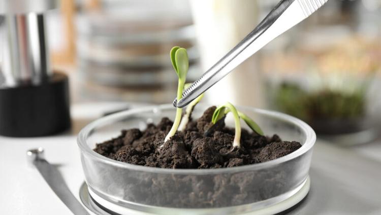How Soil Fungi Could Help Crops Need Less Fertilizer