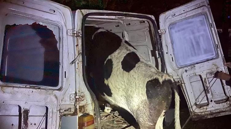 Carro bate em árvore, ocupantes fogem e polícia encontra vaca dentro do veículo no RS