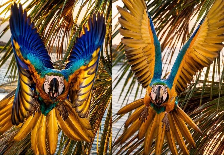 Arara-canindé é fotografada alçando voo majestoso para tentar "espantar" drone em orla de praia no TO; VÍDEO