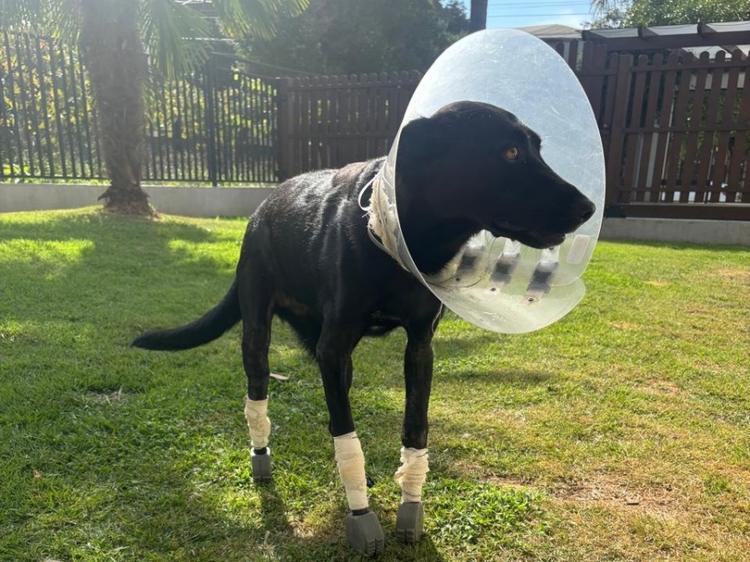 Cachorrinha Anja passa por cirurgia para implantação de próteses e volta a caminhar
