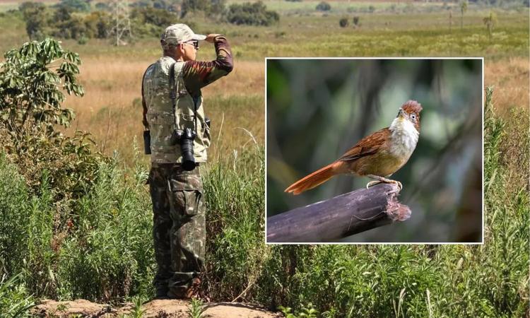 Observadores encontram ‘novo’ ponto para observar aves no interior de SP; veja fotos