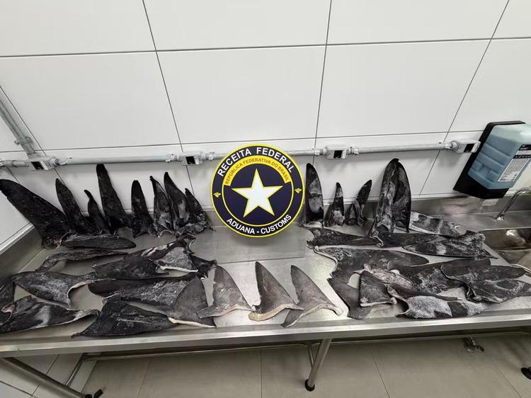 Mais de 17 toneladas de barbatanas de tubarão em sacos de 'sardinhas' são apreendidas em porto de SC
