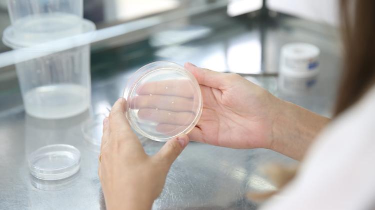 Alimentos editados geneticamente: o que são e o que dizem críticos e defensores
